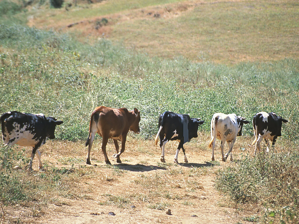 Kühe in Dhofar / Cows in Dhufar