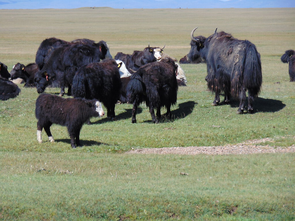 Yaks Song Köl See / Lake