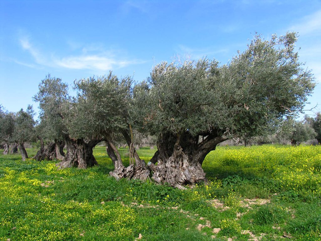 Olivenbaum / Olive Tree Millenium