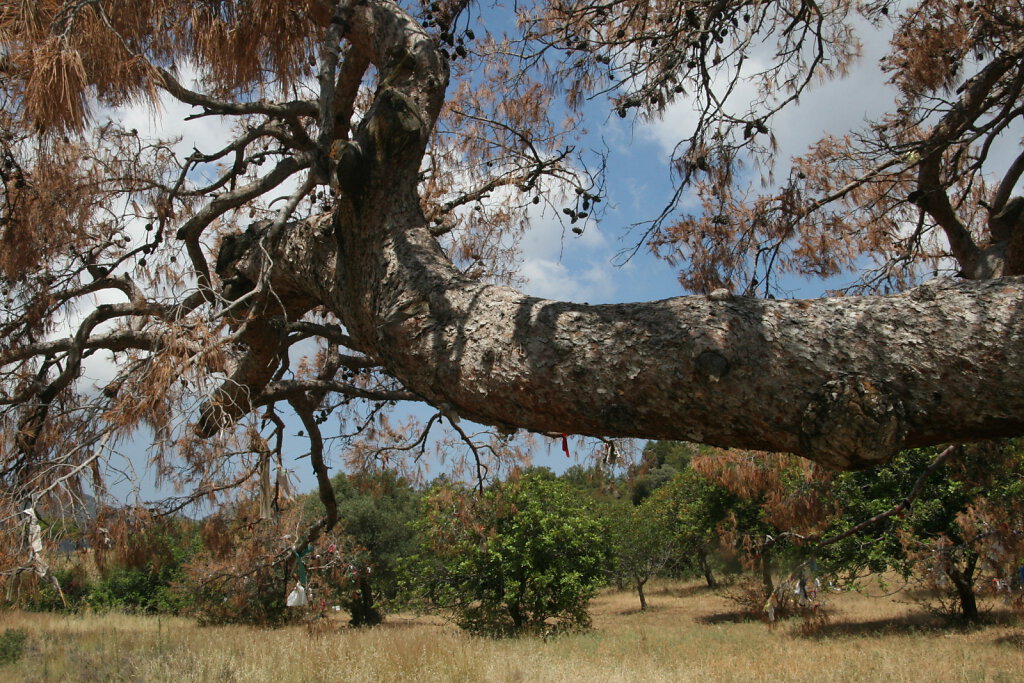 Nordzypern Bäume / Northern Cyprus Trees